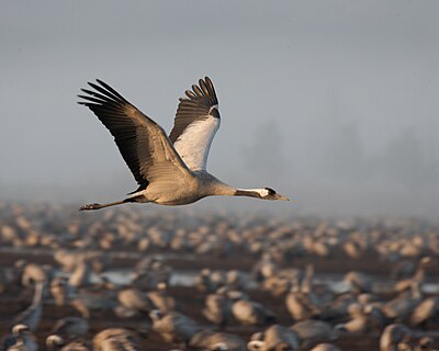 Common Crane
