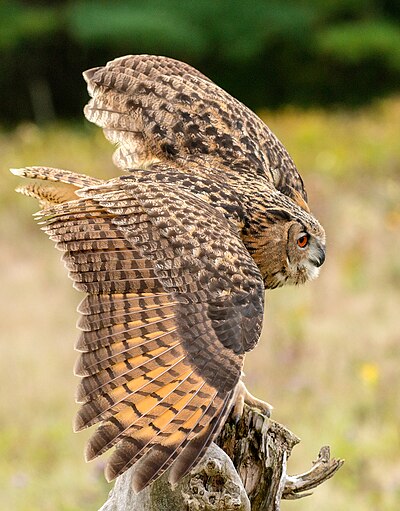 Eurasian Eagle-Owl