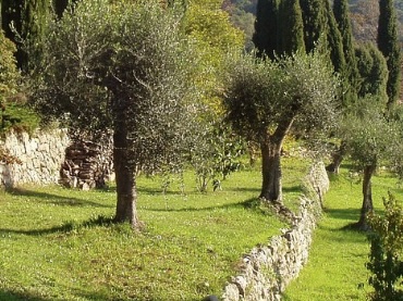 Olive Tree