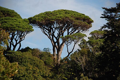 Umbrella Pine